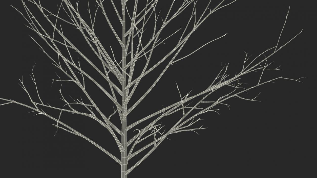 3D Bare Winter Tree