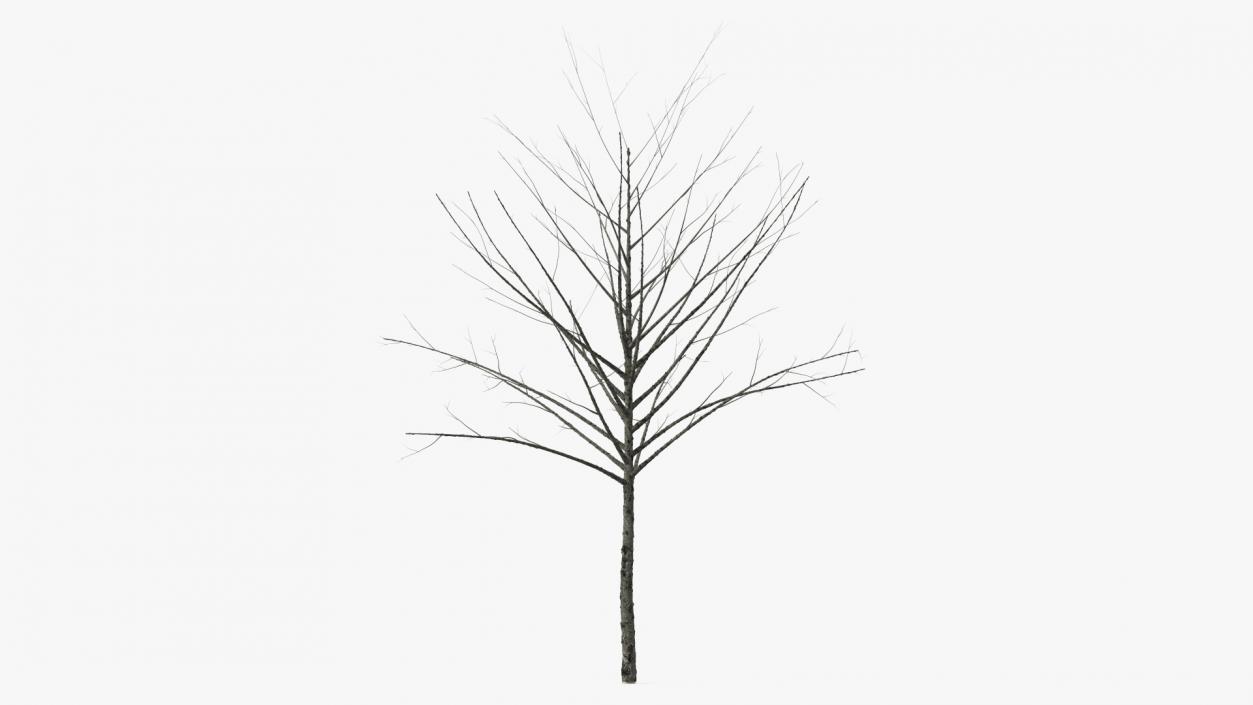 3D Bare Winter Tree