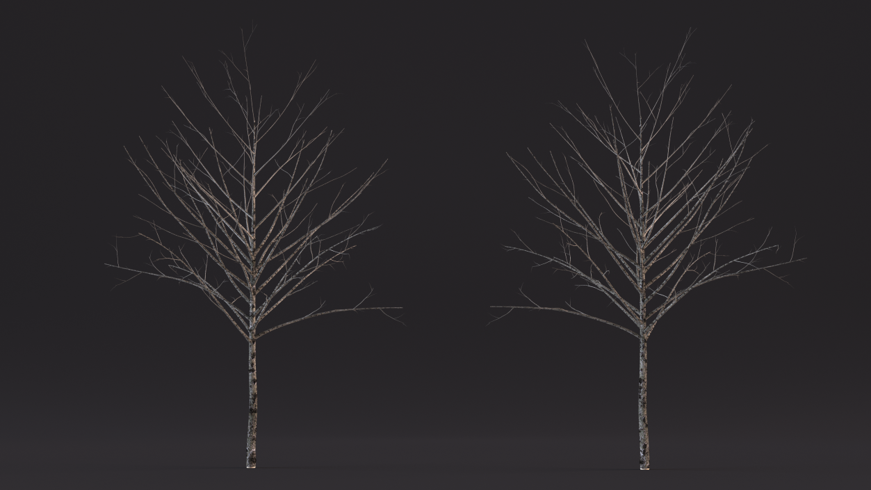 3D Bare Winter Tree