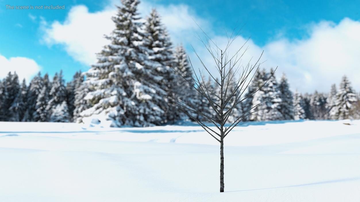 3D Bare Winter Tree