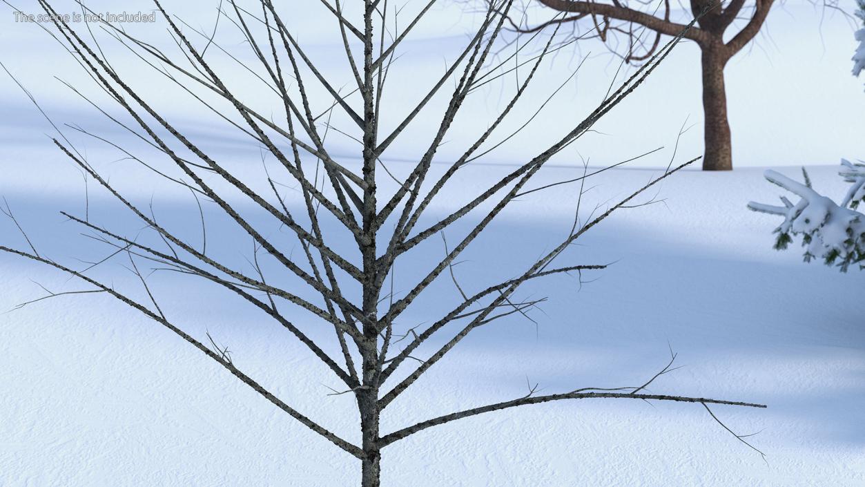 3D Bare Winter Tree