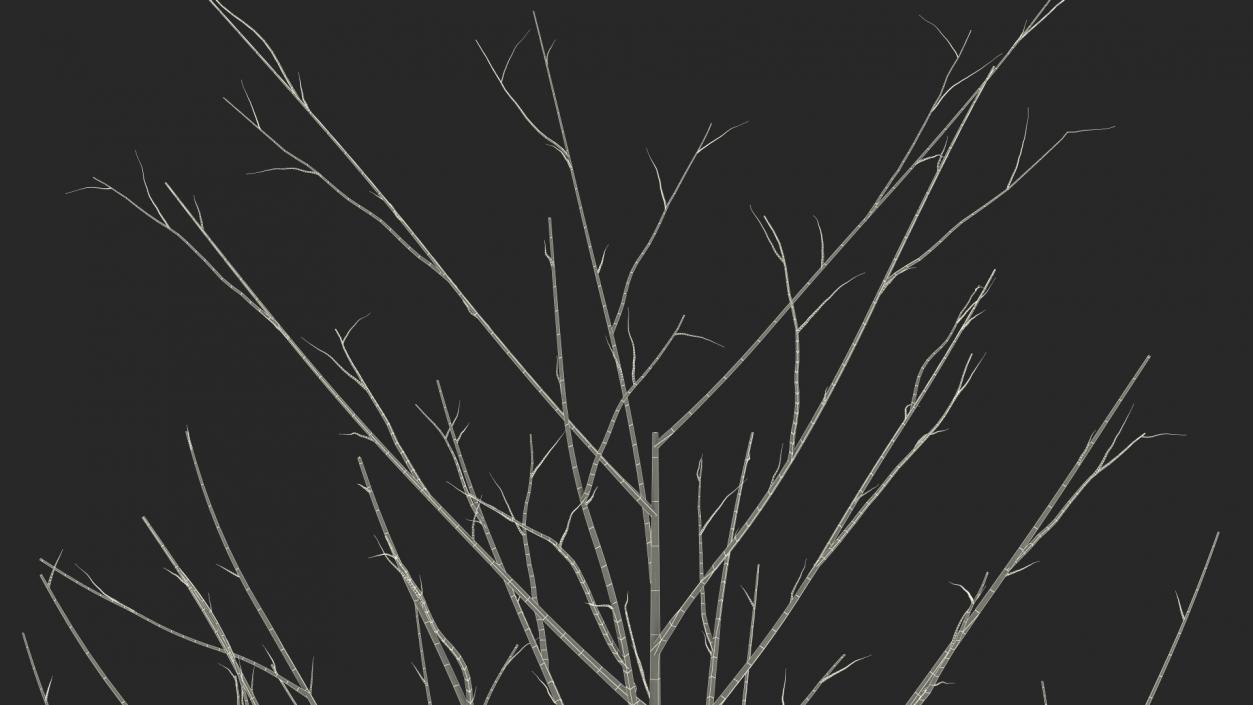 3D Bare Winter Tree