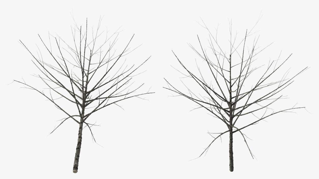 3D Bare Winter Tree