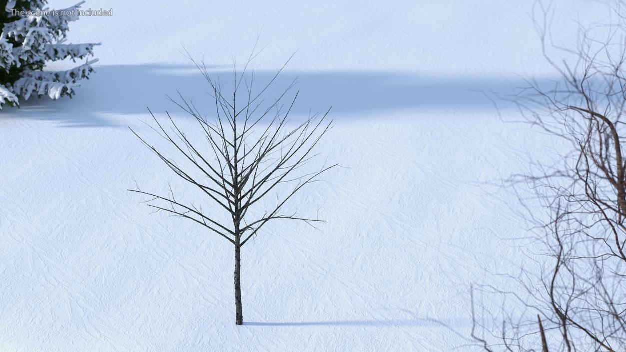 3D Bare Winter Tree