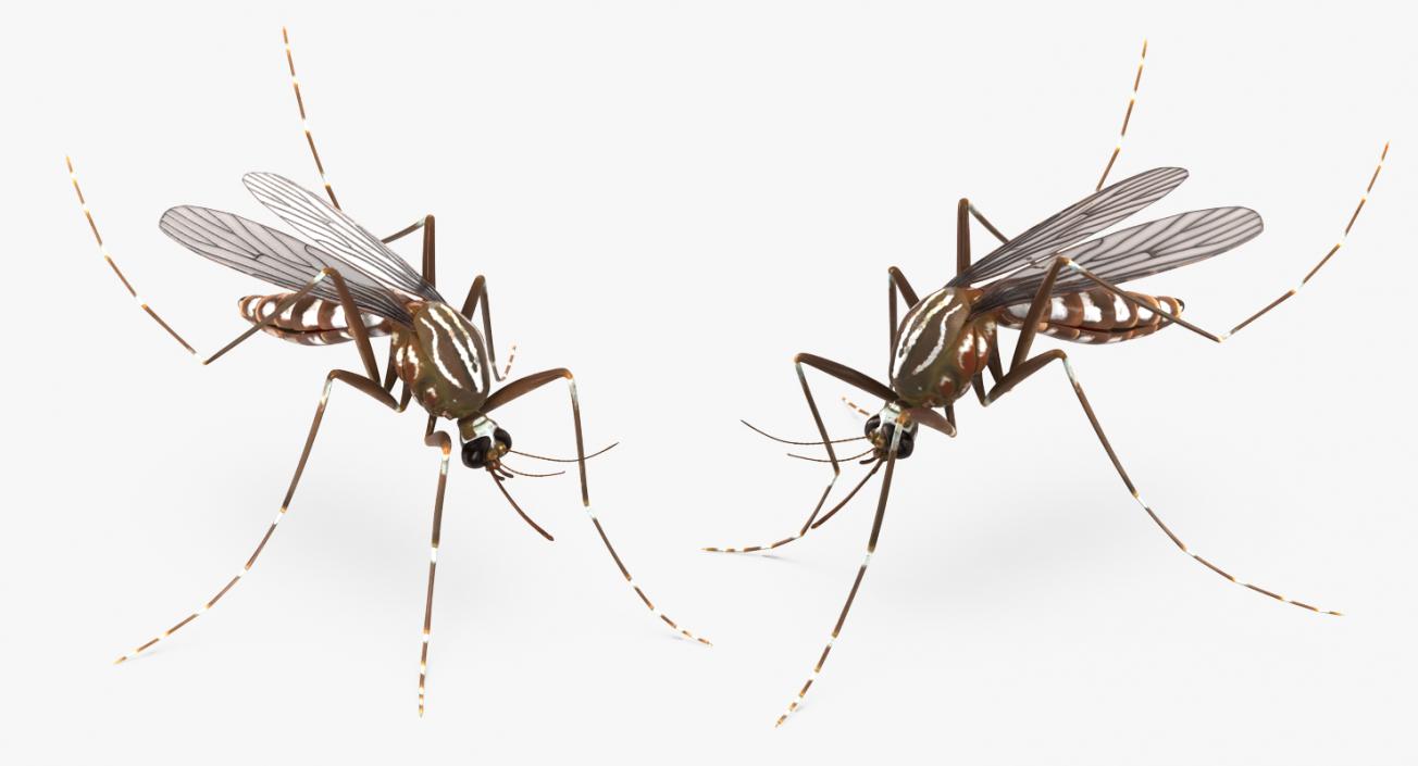 3D model Mosquito Pose 3