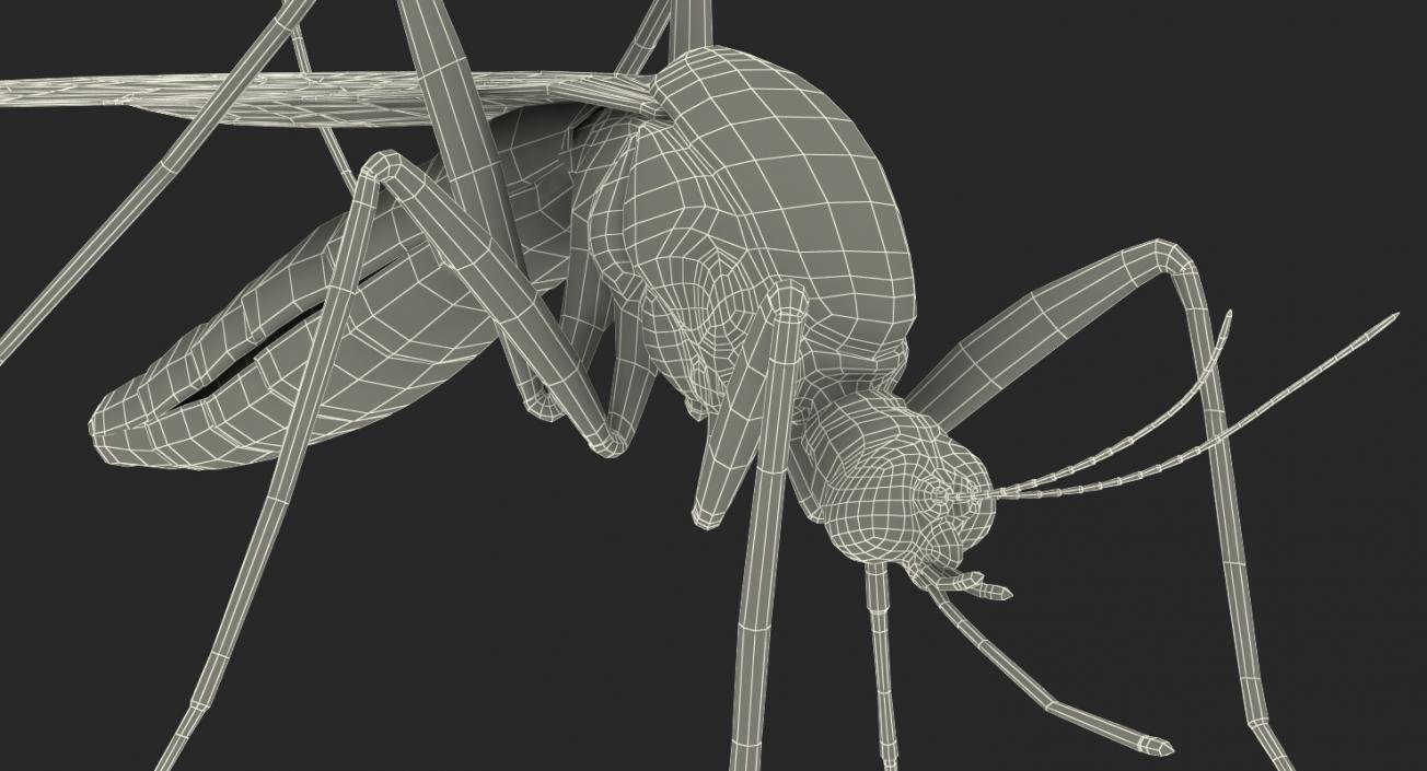 3D model Mosquito Pose 3