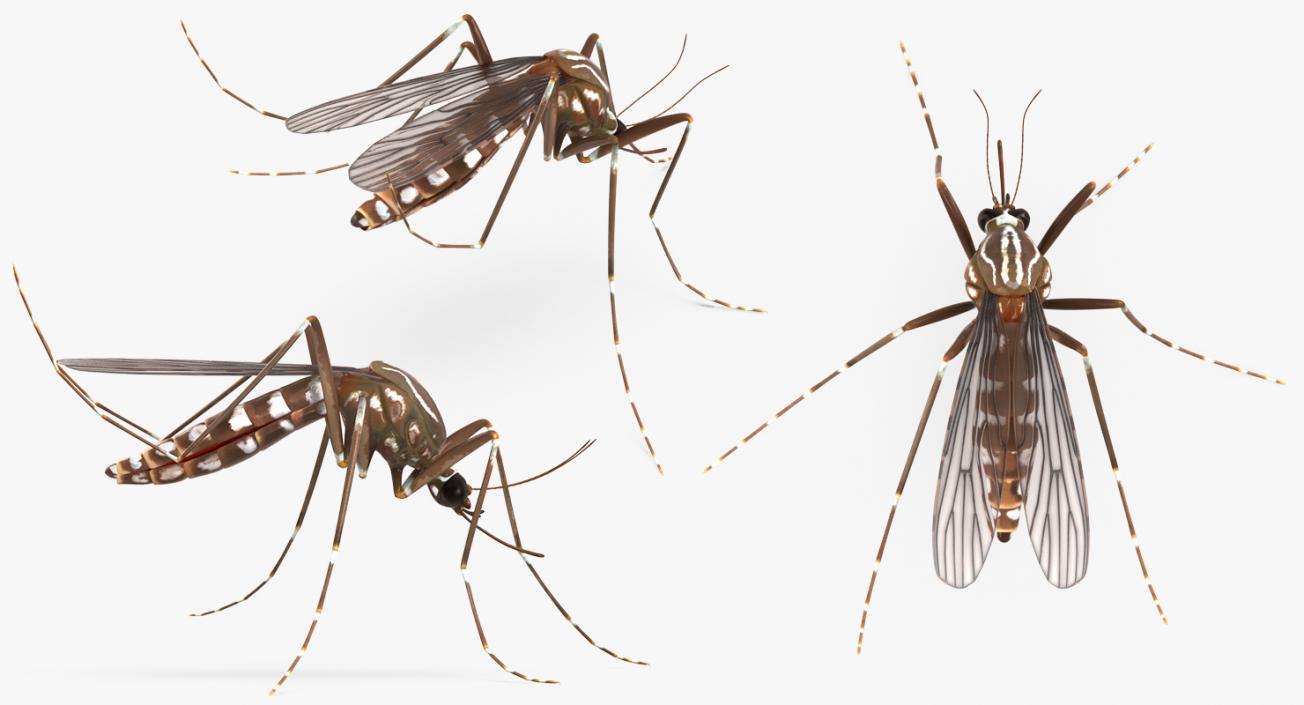 3D model Mosquito Pose 3