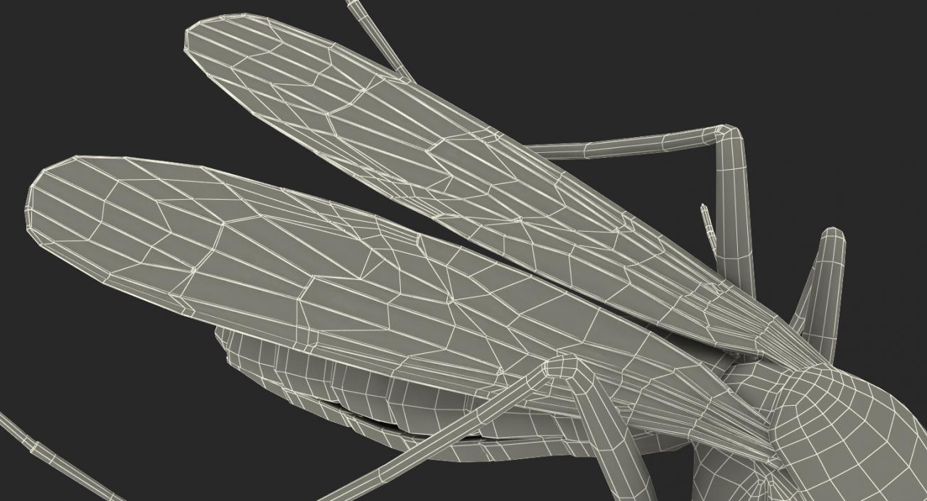 3D model Mosquito Pose 3