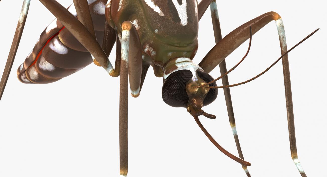 3D model Mosquito Pose 3