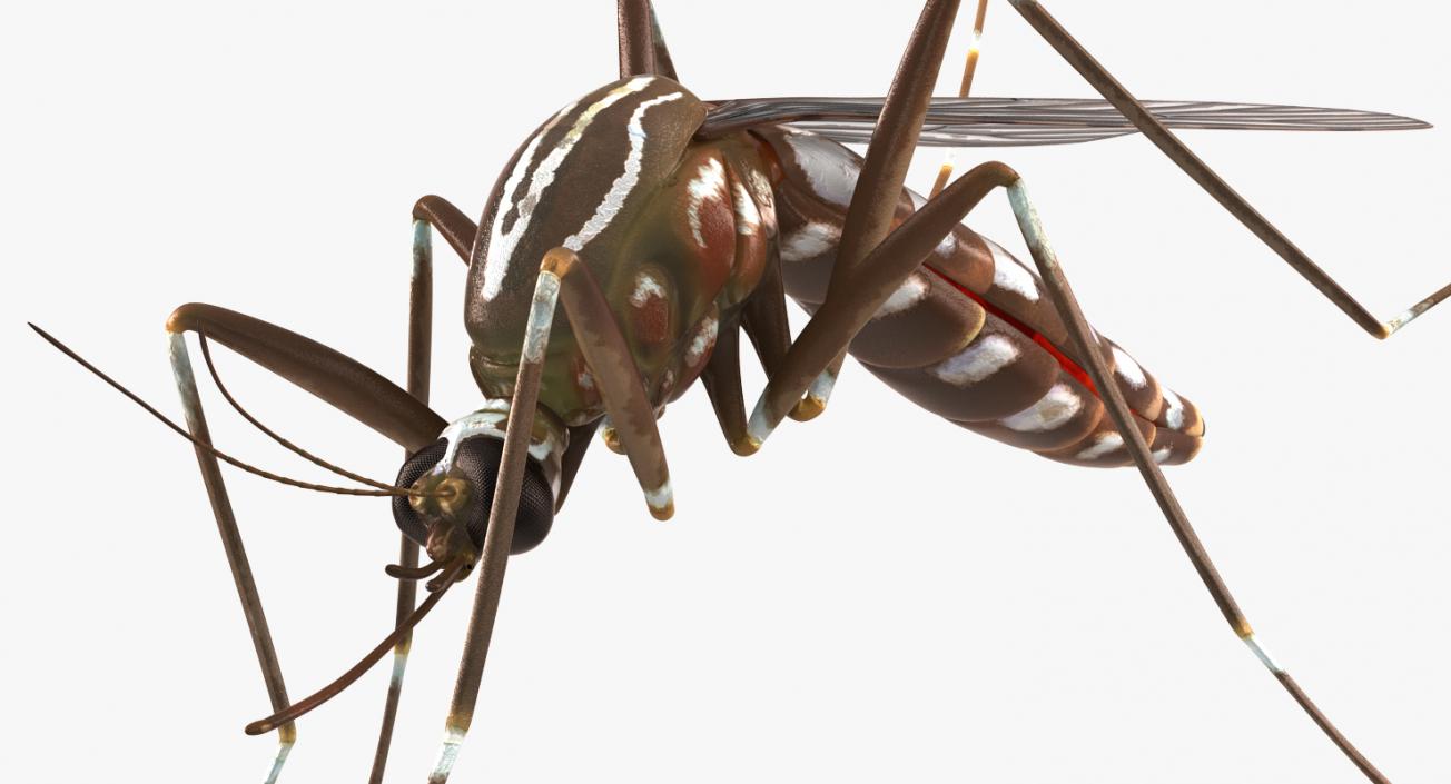 3D model Mosquito Pose 3