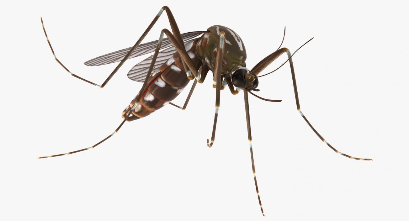 3D model Mosquito Pose 3