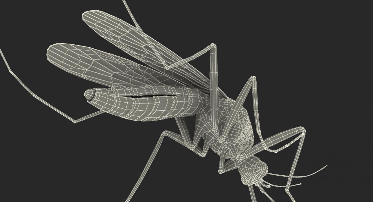 3D model Mosquito Pose 3