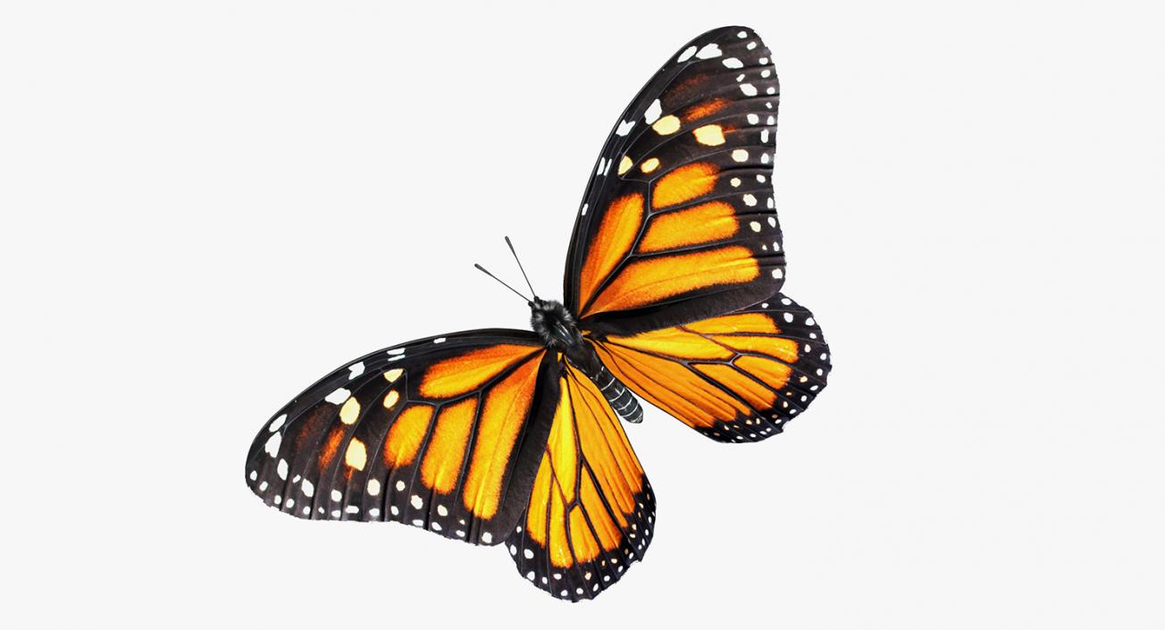 3D Monarch Butterfly with Fur Rigged model