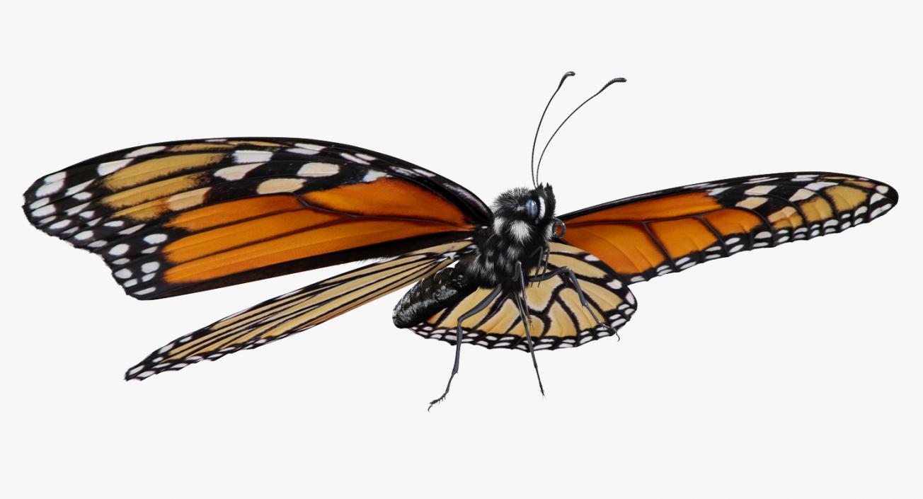 3D Monarch Butterfly with Fur Rigged model