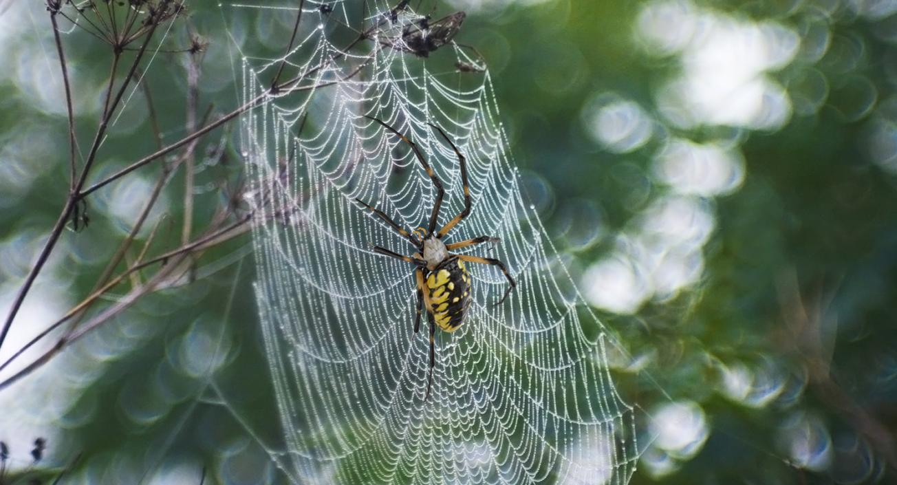 3D model McKinley Spider