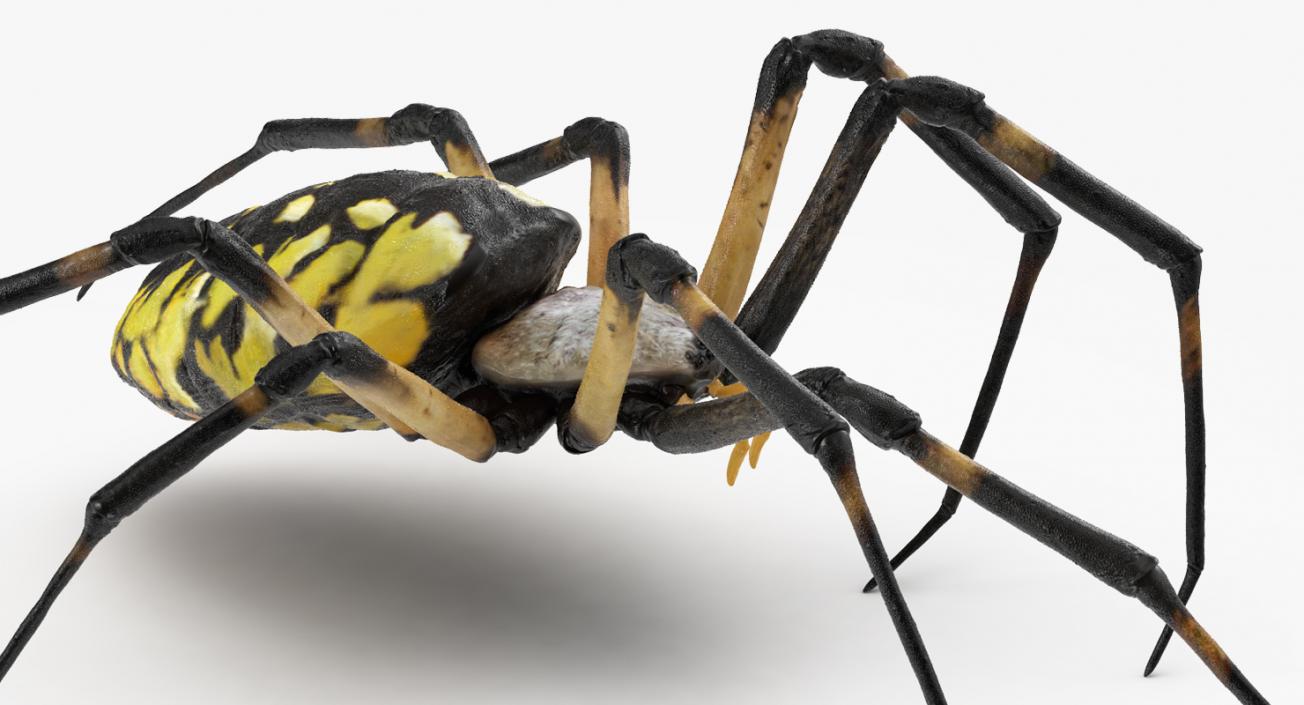 3D model McKinley Spider