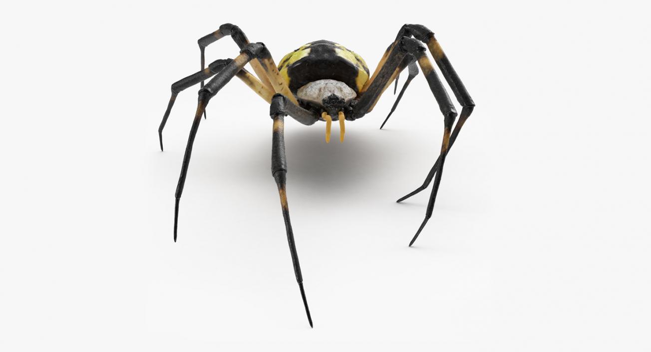 3D model McKinley Spider