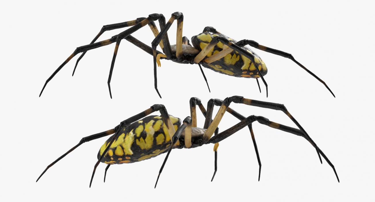 3D model McKinley Spider