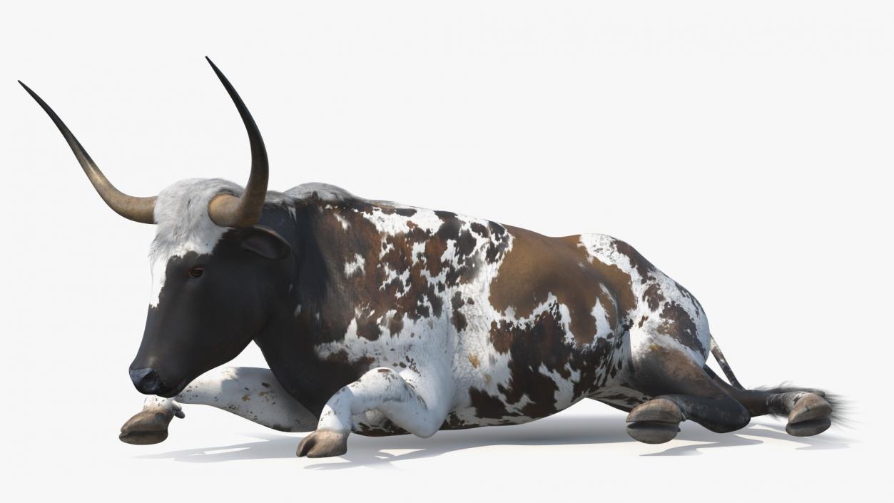 3D Lying Longhorn Bull Mottled Brown model