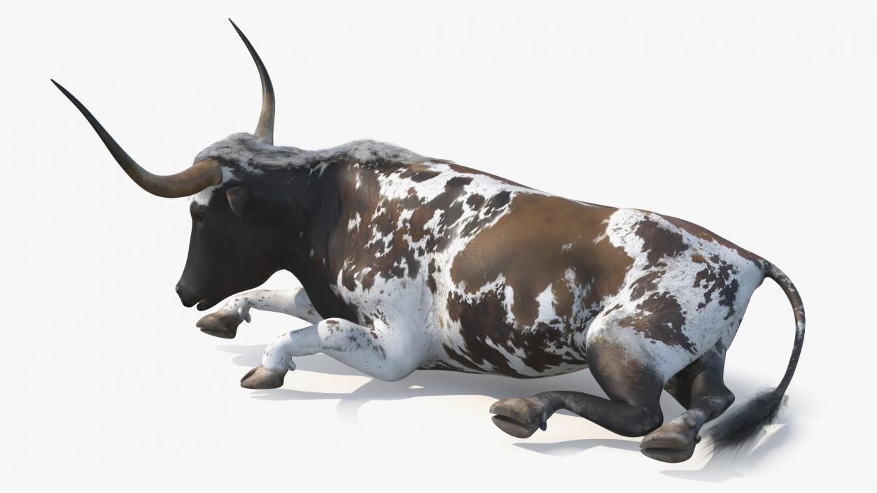 3D Lying Longhorn Bull Mottled Brown model