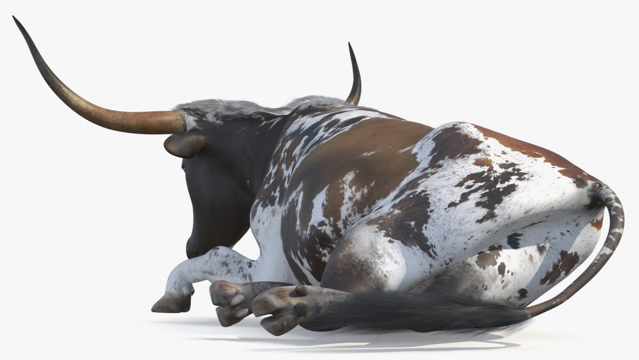 3D Lying Longhorn Bull Mottled Brown model