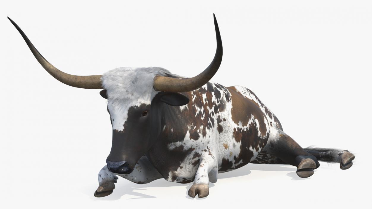 3D Lying Longhorn Bull Mottled Brown model