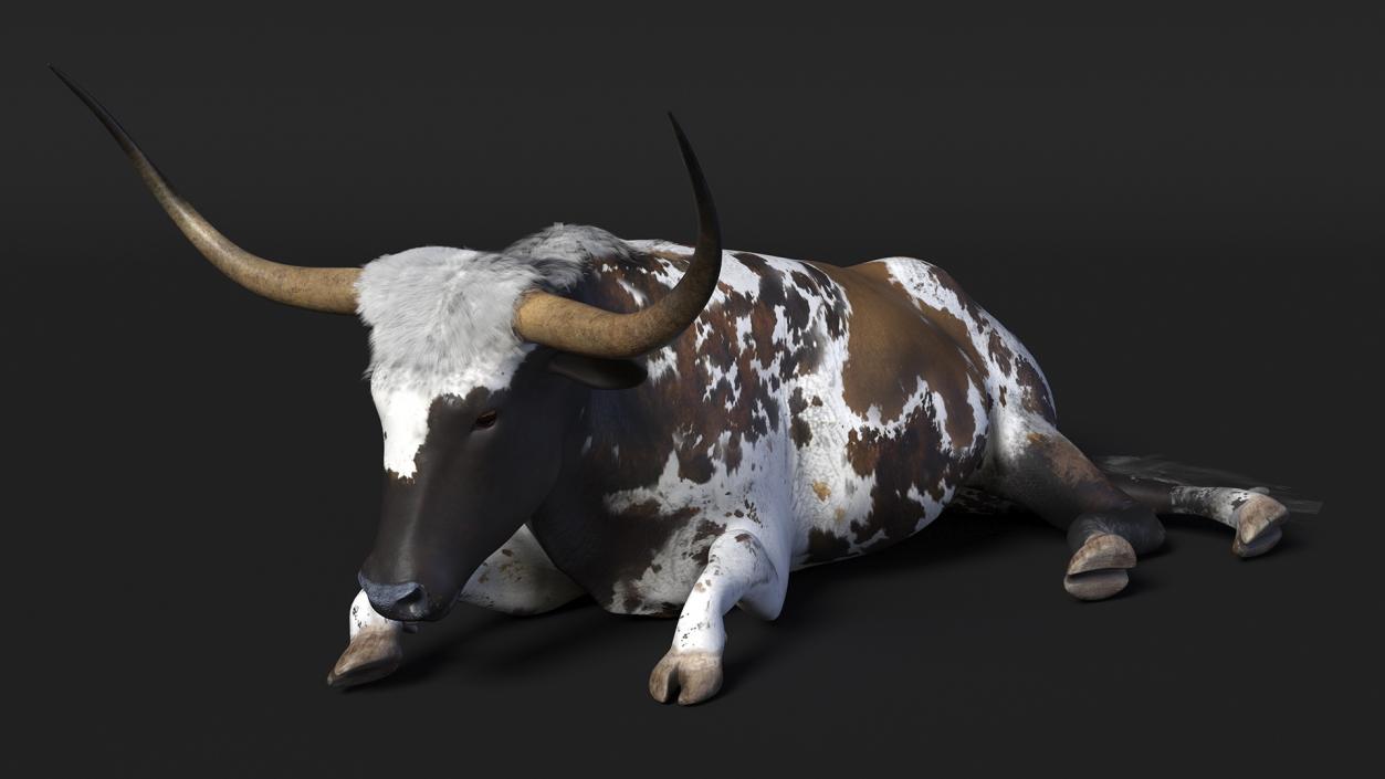 3D Lying Longhorn Bull Mottled Brown model