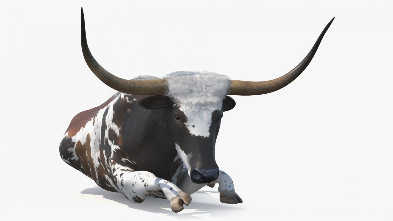 3D Lying Longhorn Bull Mottled Brown model