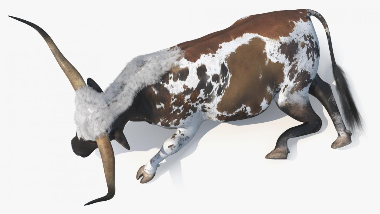 3D Lying Longhorn Bull Mottled Brown model