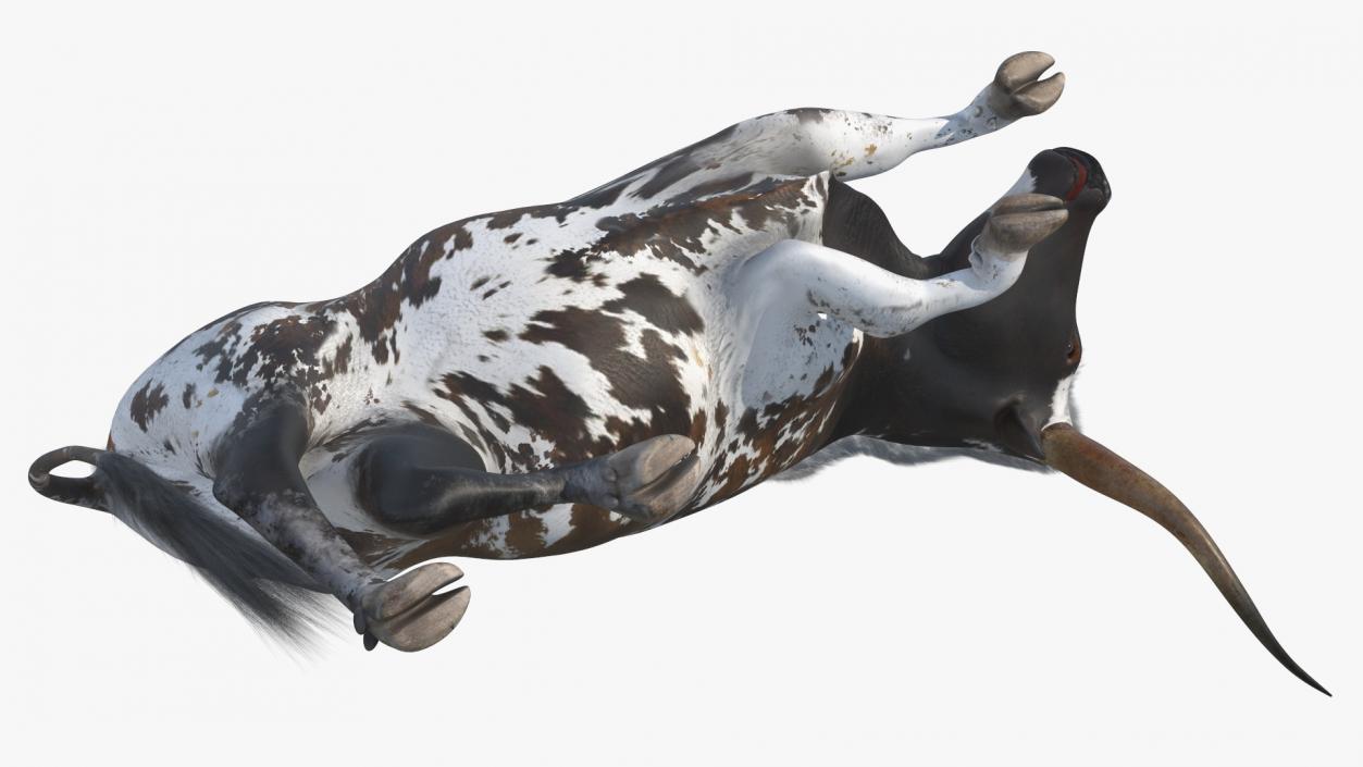 3D Lying Longhorn Bull Mottled Brown model