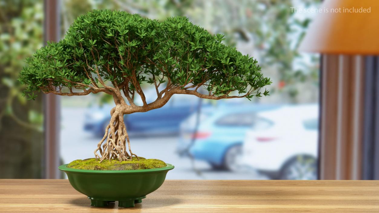 Small Bonsai in Pot 3D model