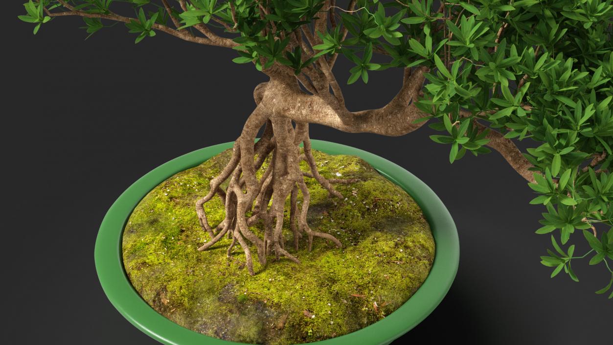 Small Bonsai in Pot 3D model