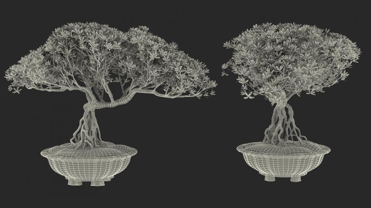 Small Bonsai in Pot 3D model