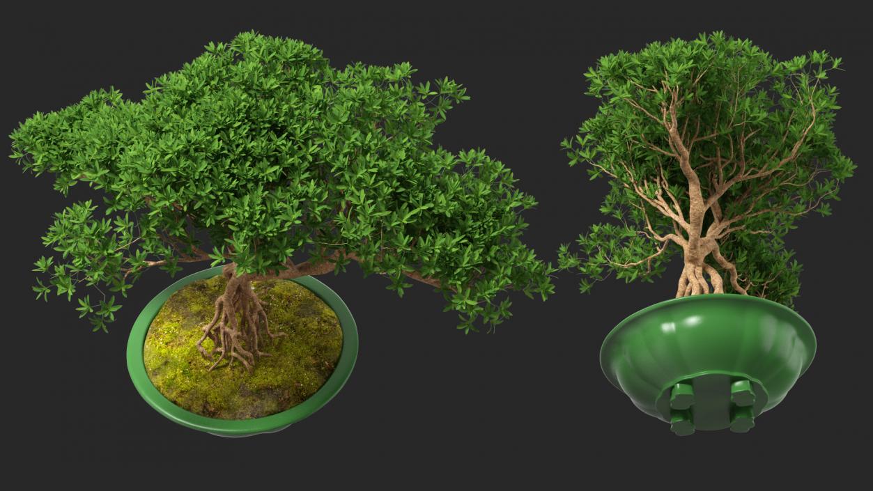 Small Bonsai in Pot 3D model