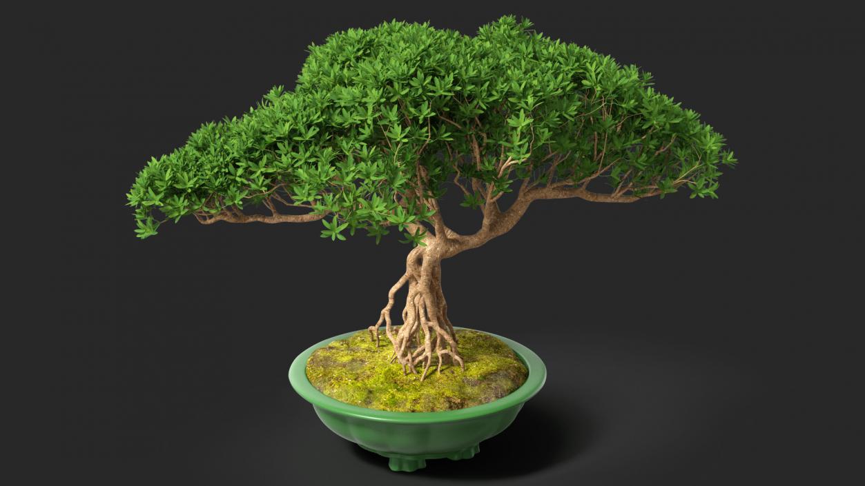 Small Bonsai in Pot 3D model