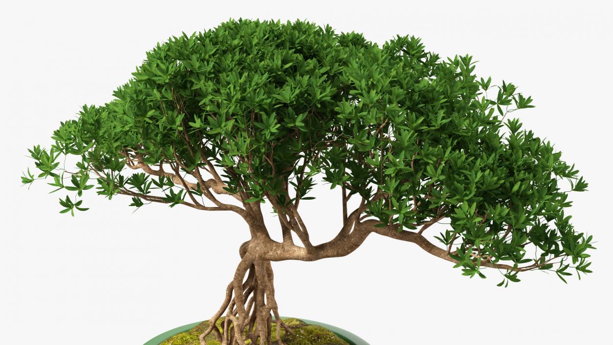 Small Bonsai in Pot 3D model