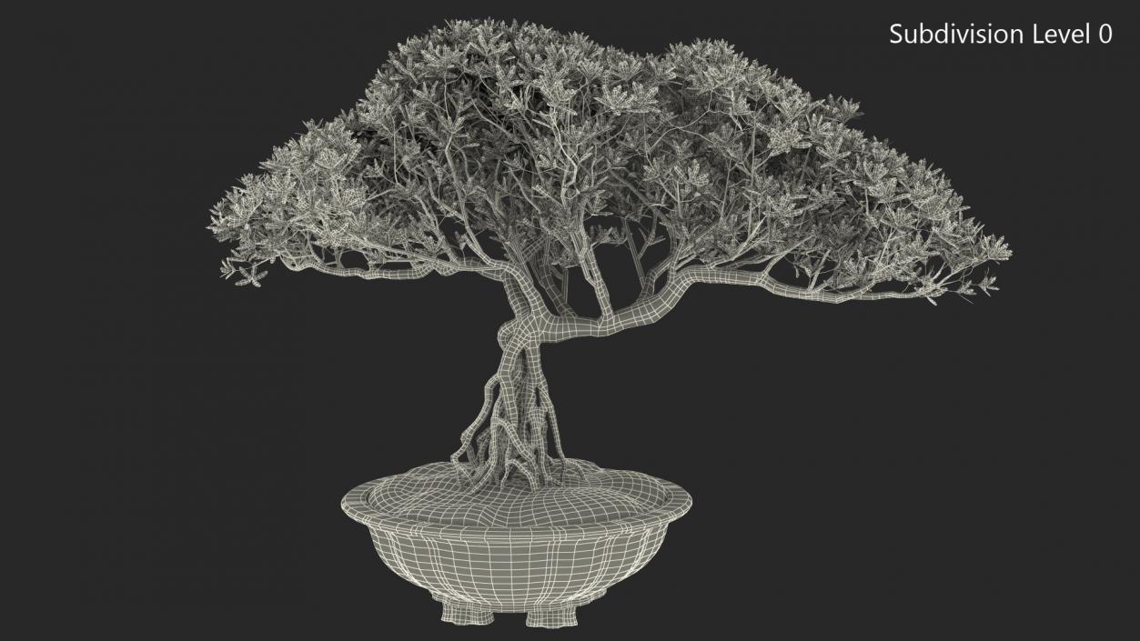 Small Bonsai in Pot 3D model