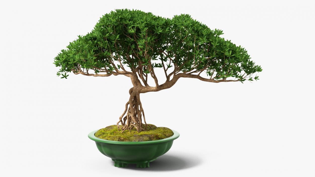 Small Bonsai in Pot 3D model