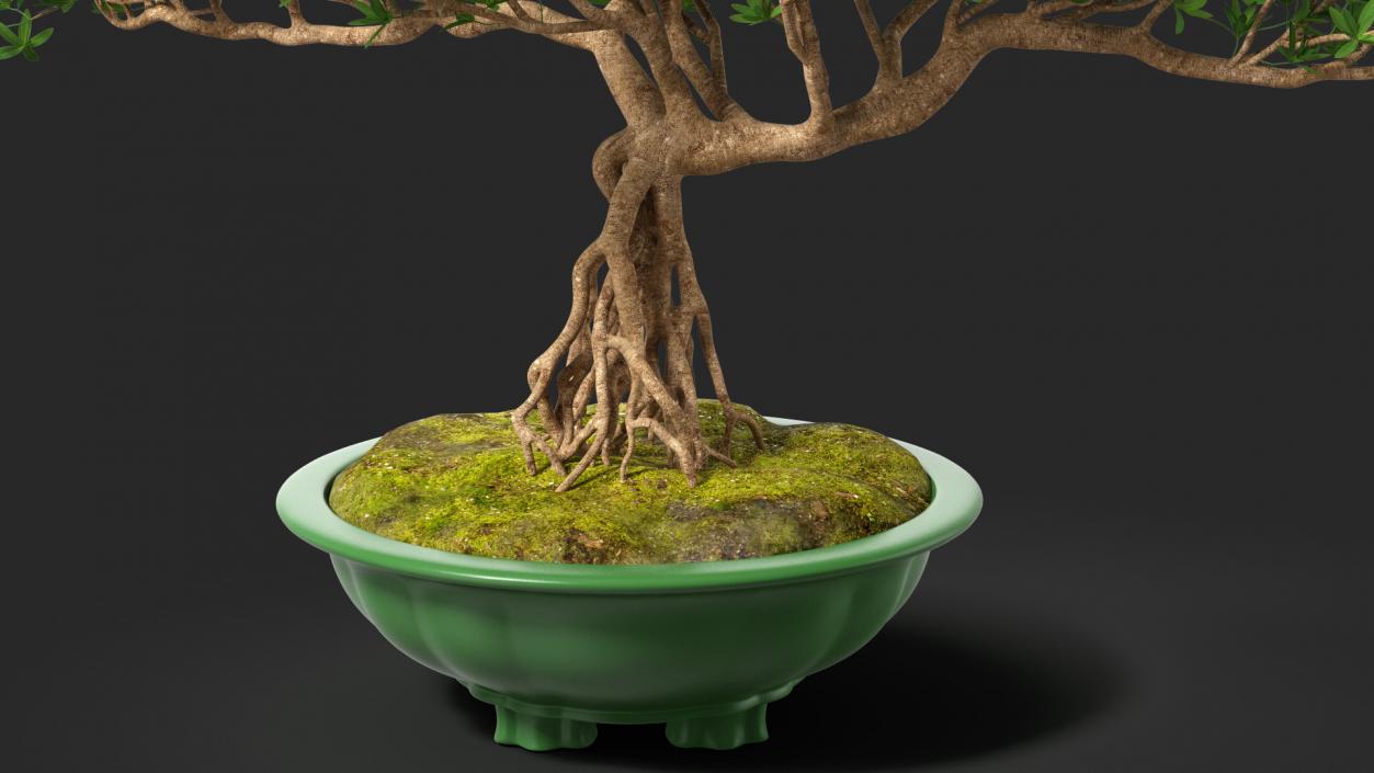 Small Bonsai in Pot 3D model