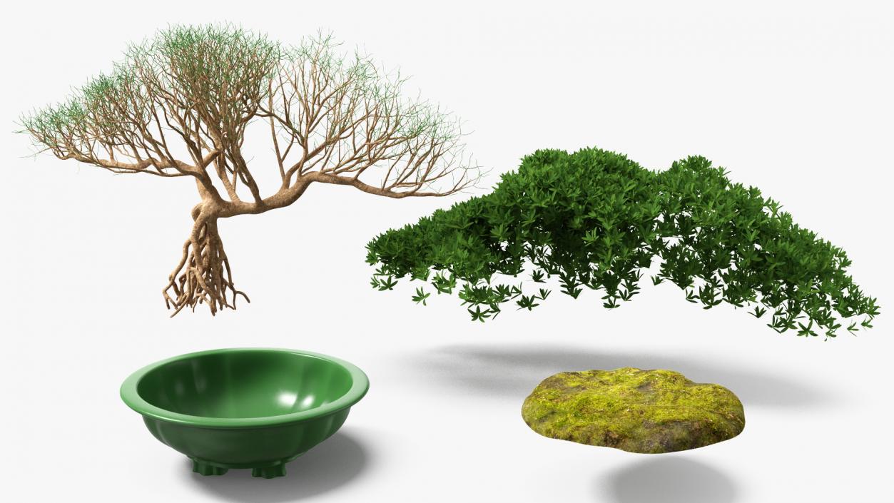 Small Bonsai in Pot 3D model