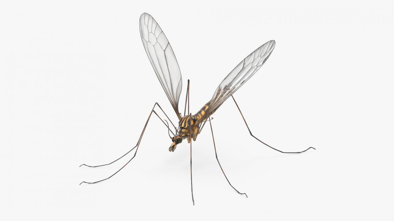 3D Crane Fly Gallinipper Mosquito Rigged for Cinema 4D