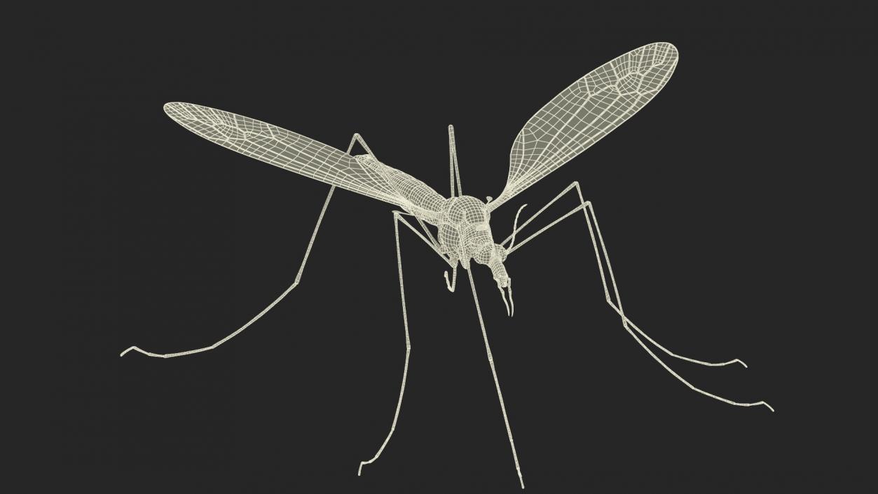 3D Crane Fly Gallinipper Mosquito Rigged for Cinema 4D