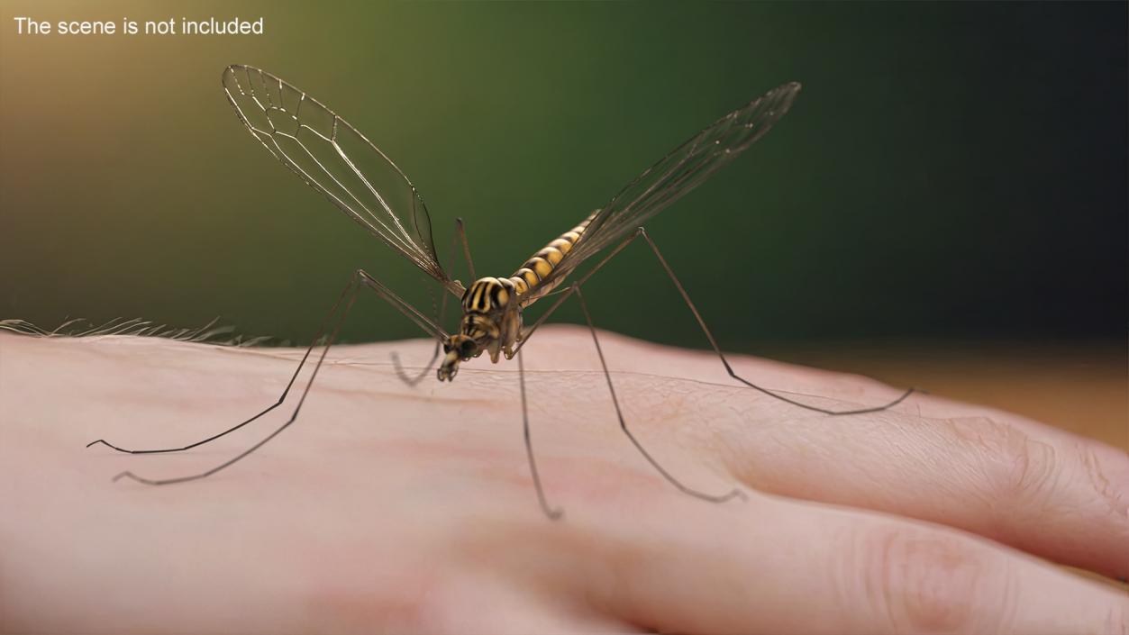 3D Crane Fly Gallinipper Mosquito Rigged for Cinema 4D