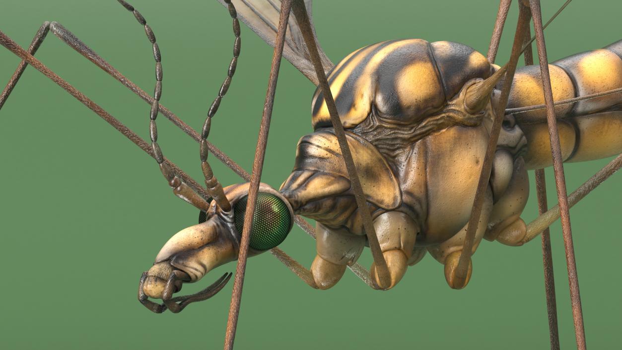 3D Crane Fly Gallinipper Mosquito Rigged for Cinema 4D