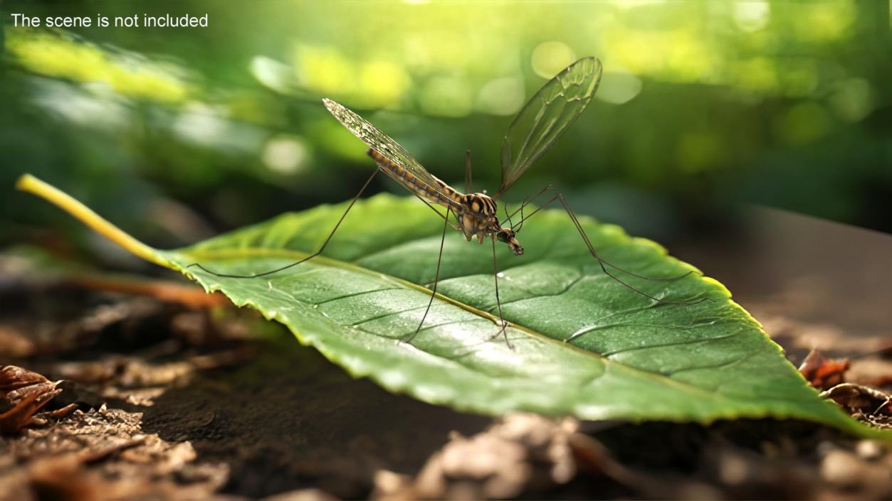 3D Crane Fly Gallinipper Mosquito Rigged for Cinema 4D