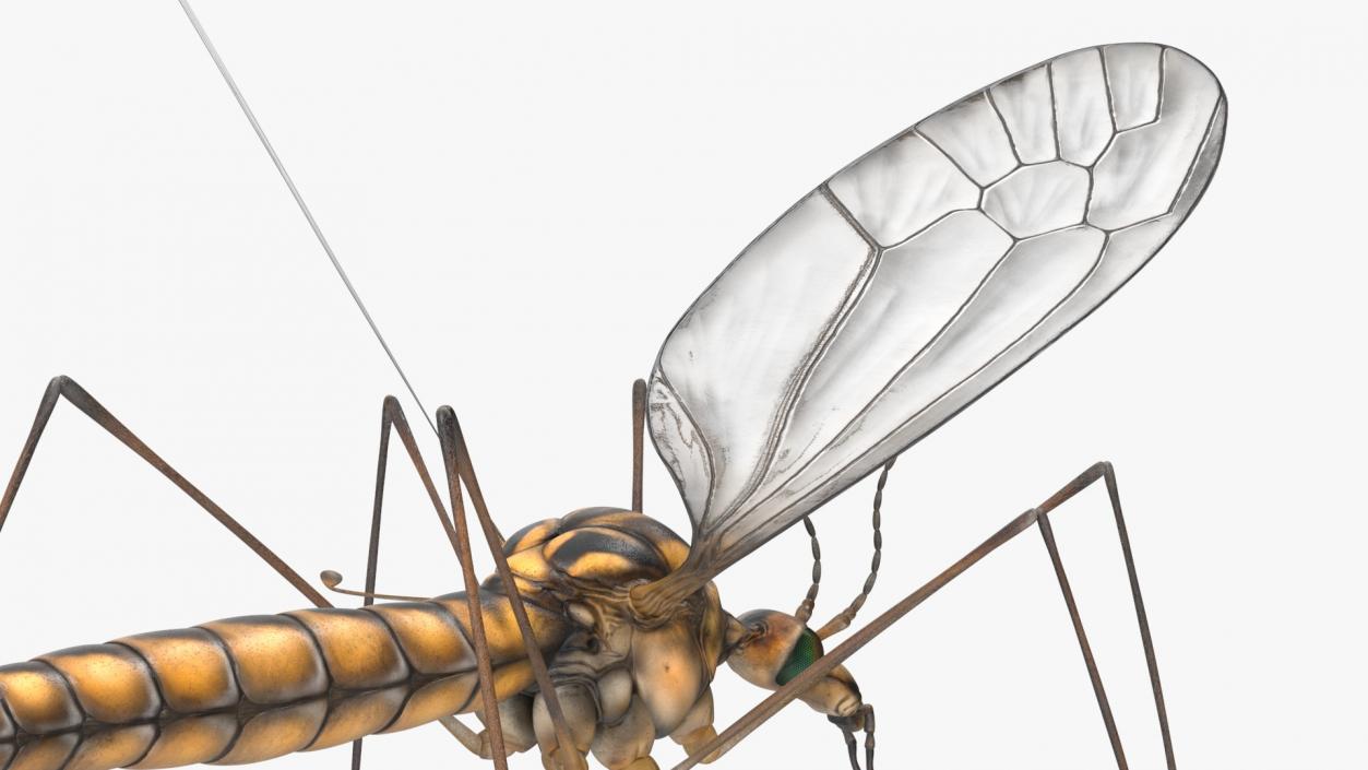 3D Crane Fly Gallinipper Mosquito Rigged for Cinema 4D