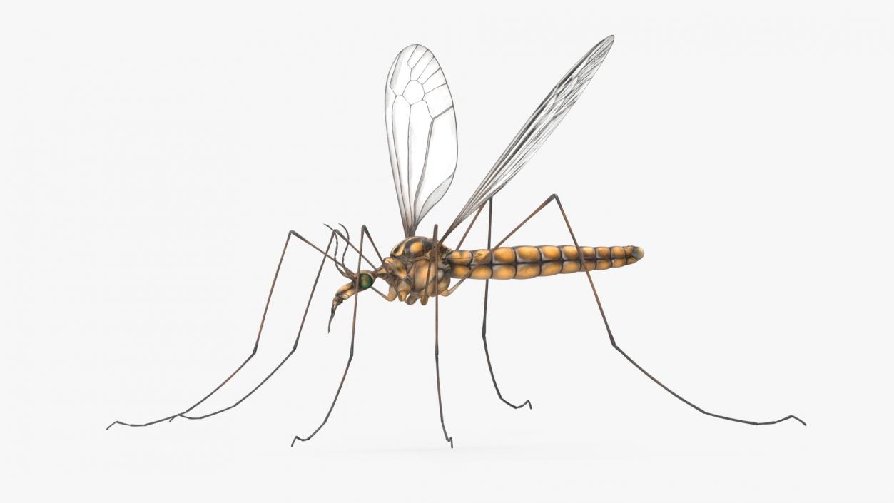 3D Crane Fly Gallinipper Mosquito Rigged for Cinema 4D