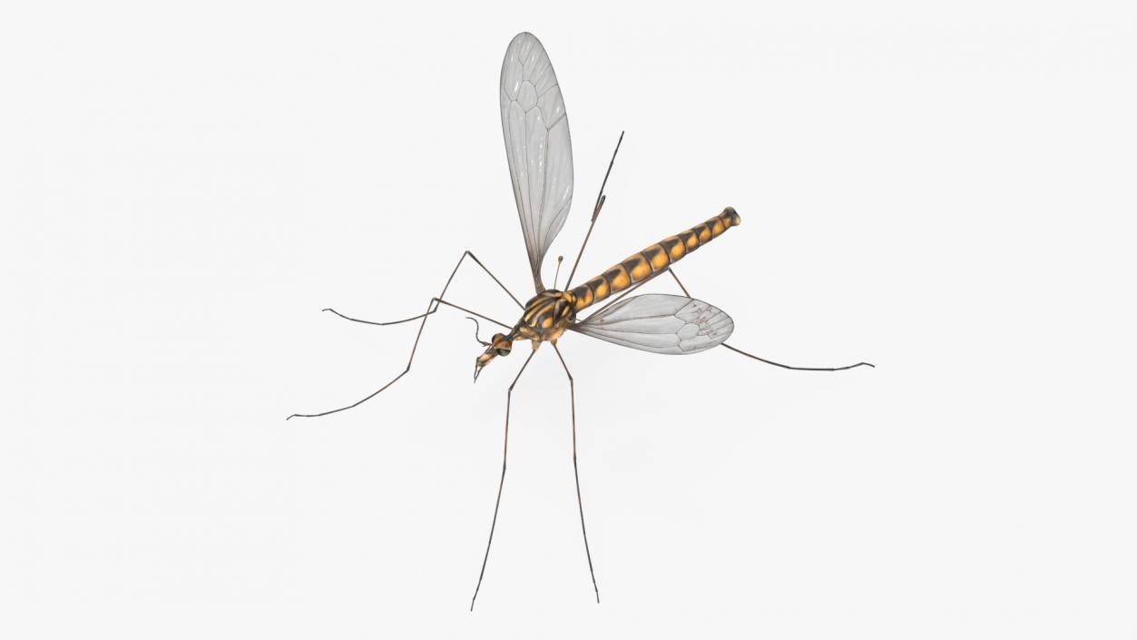 3D Crane Fly Gallinipper Mosquito Rigged for Cinema 4D