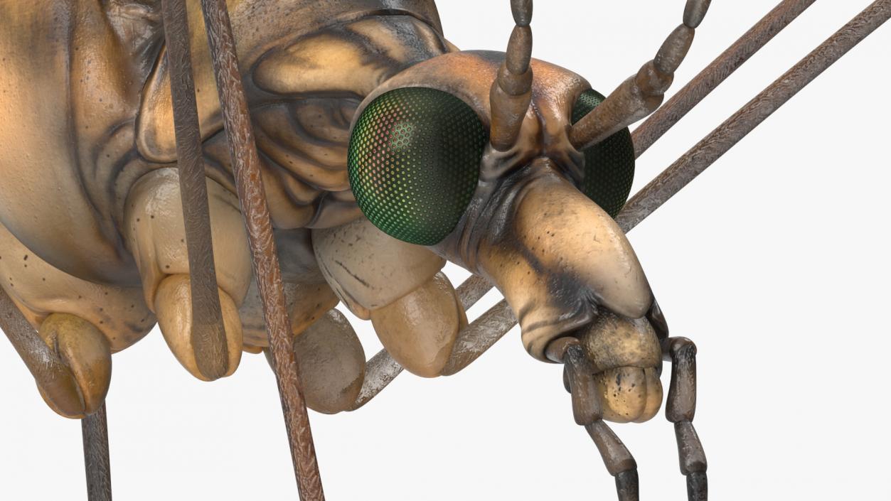 3D Crane Fly Gallinipper Mosquito Rigged for Cinema 4D