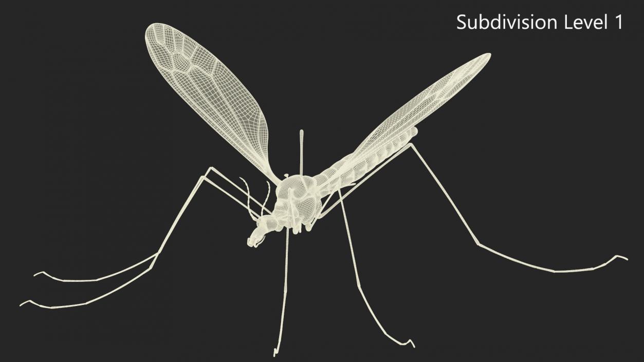 3D Crane Fly Gallinipper Mosquito Rigged for Cinema 4D